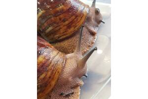 Продам Архахатина Маргарита Овум