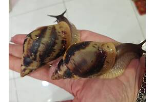 Улитки гигантская ахатина Ретикулята