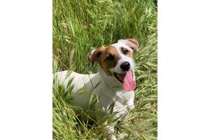 Цуценя Джек Рассел терьер КСУ