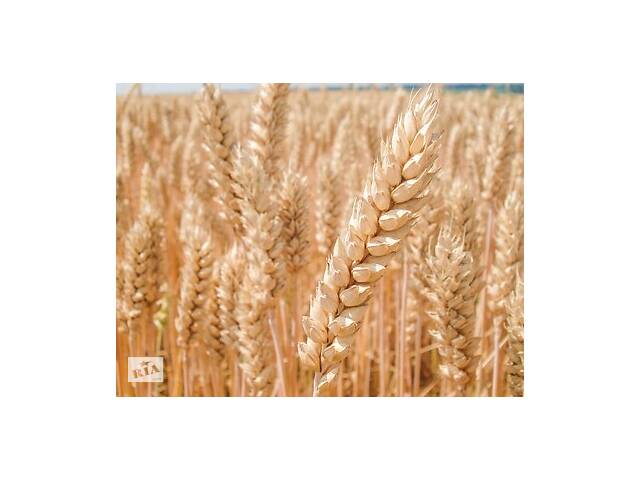 Пшеница озимая Алтиго Limagrain, Лимагрейн