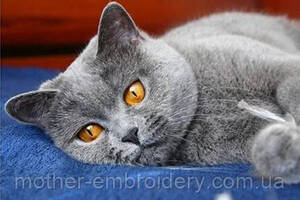 Алмазна мозаїка вишивка Сірий британець кошеня Британська кішка короткошерста повна 5d набори 30х40 см