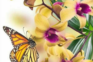 Алмазна вишивка' Букет жовтих орхідей 'метелики,орхідея,квіти,повна викладка, ,мозаїка 5d, набори 30х48 см