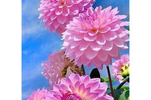 Алмазна вишивка 'Рожеві жоржини' природа,троянди,квіти,букет,небо,повне викладення,мозаїка 5d,набори 30х40 см