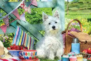 Алмазна вишивка 'Собачка на пікніку' білий, тер'єр, корзина, повна викладка, мозаїка 5d, набори 30х40 см