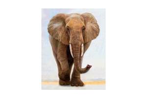 Алмазная вышивка Strateg 'Величественный слон' 40х50 см