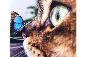 Набір Алмазна мозаїка вишивка Кішка і метелик пухнастий кошеня на підрамнику повна 5d 40х50 см