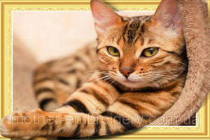 Набір Алмазна мозаїка вишивка Кішка відпочиває кошеня пухнасте небо на підрамнику повна 5d 40х50