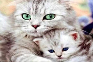 Набір Алмазна мозаїка вишивка Найкраща матуся Милі Котики кошеня кішка на підрамнику повна 5d 30х30