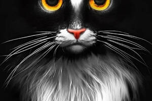 Набір алмазної мозаїки вишивки Погляд кота у темряві Чорний кіт кішка повна 5d набори 30х40 см