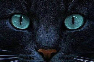 Набір вишивки алмазної мозаїки Погляд блакитноокого кота чорна кішка повна викладка 5d набори 30х40 см