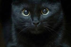 Набір вишивки алмазної мозаїки Погляд чорноокого кота чорний кішка повна викладка 5d набори 30х40 см