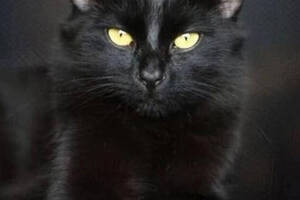 Набір вишивки алмазної мозаїки Погляд жовтоокого кота чорна кішка повна викладка 5d набори 30х40 см