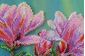 Набор для вышивки бисером на натуральном художественном холсте Абрис Арт Магнолии цветут AB-806