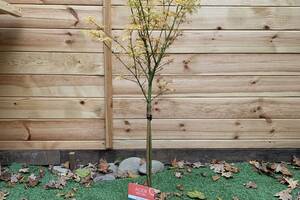 Японский клен Acer Palmatum Jerre Schwartz Rovinsky Garden 90-110 см 3,5л (RG291)