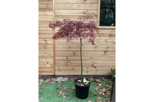 Японский клен Acer Palmatum Stella Rossa Rovinsky Garden 130-150см 15 л (RG292)