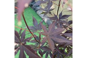 Японский клен Florinda Japanese maple, acer palmatum Bloodgood Best Seller, 70-90см, объем горшка 3л