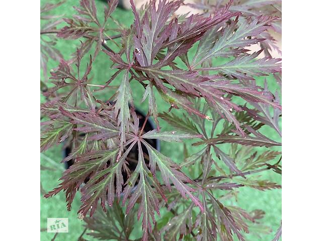 Японский клен Florinda Japanese maple, acer palmatum Garnet, 60-80см, объем горшка 3л