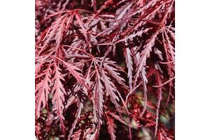 Японский клен Florinda Japanese maple, acer palmatum Inaba-shidare, 60-80см, объем горшка 3л