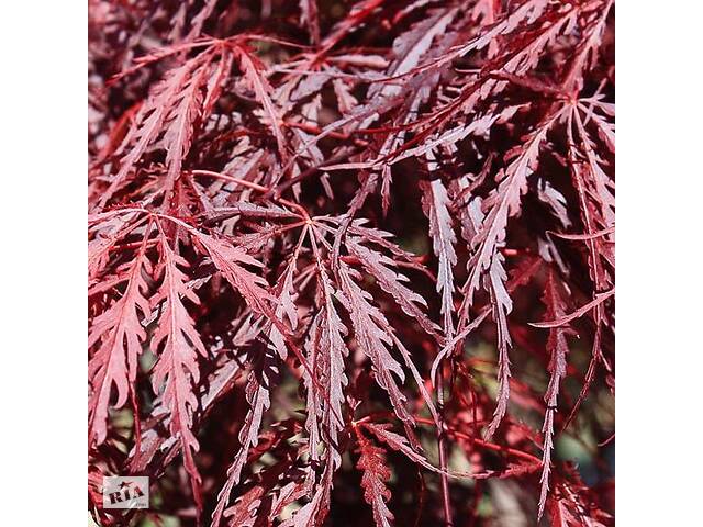 Японский клен Florinda Japanese maple, acer palmatum Inaba-shidare, 60-80см, объем горшка 3л