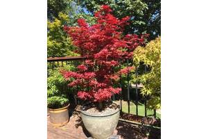 Японский клен Florinda Japanese maple, acer palmatum Little Red Magical Colours, 70-90см, объем горшка 3л