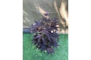 Японский клен Florinda Japanese maple, acer palmatum Livy Perfect for Garden, 70-90см, объем горшка 3,5л