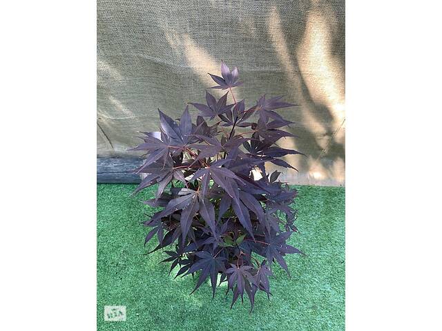 Японский клен Florinda Japanese maple, acer palmatum Livy Perfect for Garden, 70-90см, объем горшка 3,5л