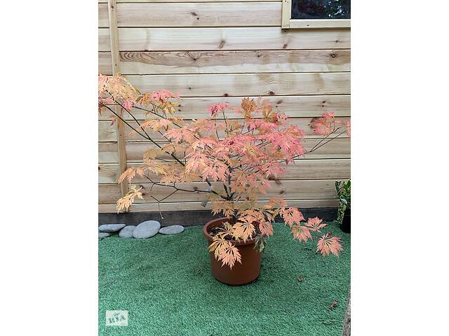 Японський клен Rovinsky Garden Acer Palmatum Aconitifilium 80-100 см (объем горшка 8 л)