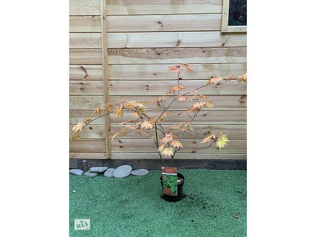 Японський клен Rovinsky Garden Acer Palmatum Aconitifilium, висота 80-100см, об`єм горщику 3,5л