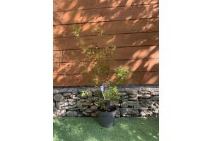 Японський клен Rovinsky Garden Japanese maple, acer palmatum Phoenix, висота 70-90см, об`єм горщику 3л