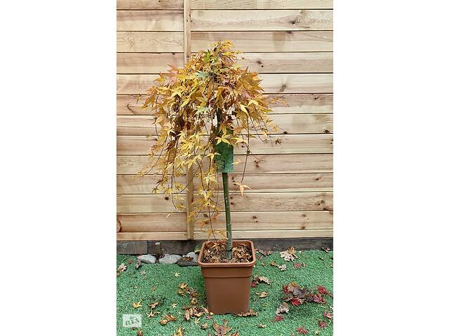 Японський клен Rovinsky Garden Japanese maple, acer palmatum Ryusen Green Carpet, 1,5м, обсяг горщика 20л