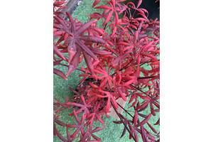 Японский клен Rovinsky Garden Japanese maple, acer palmatum Starfish Rounded Leaves, 60-80см, объем горшка 3л