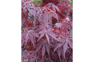 Японский клен Rovinsky Garden Japanese maple, acer palmatum Sumi-nagashi Intense Dark, 60-80см, объем горшка 3л