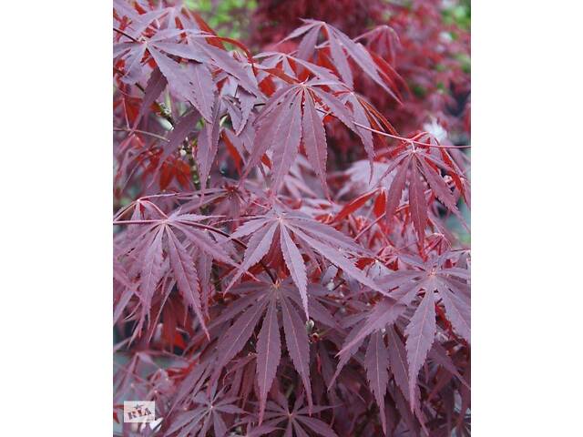 Японский клен Rovinsky Garden Japanese maple, acer palmatum Sumi-nagashi Intense Dark, 60-80см, объем горшка 3л