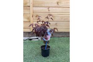 Японский клен Rovinsky Garden (Japanese maple) Atropurpureum 30-40 см (объем горшка 0,8 л) RG002