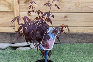 Японский клен Rovinsky Garden (Japanese maple) Atropurpureum 30-40 см (объем горшка 0,8 л) RG002