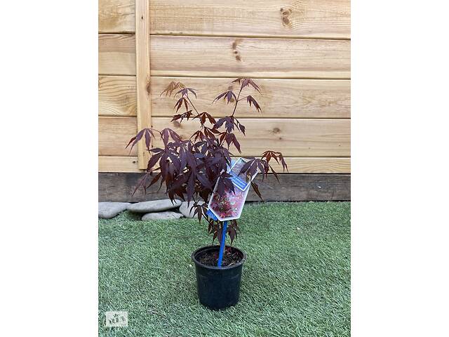 Японский клен Rovinsky Garden (Japanese maple) Atropurpureum 30-40 см (объем горшка 0,8 л) RG002