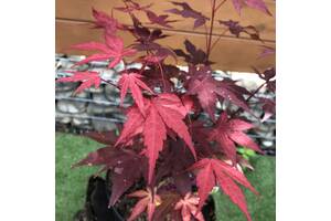 Японский клен Rovinsky Garden (Japanese maple) Atropurpureum 50-70 см (объем горшка 0.8 л) RG002-1