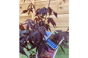 Японский клен Rovinsky Garden (Japanese maple) Atropurpureum 70-90 см (объем горшка 3 л) RG001