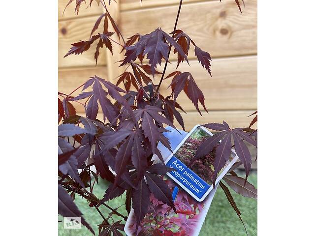 Японский клен Rovinsky Garden (Japanese maple) Atropurpureum 70-90 см (объем горшка 3 л) RG001