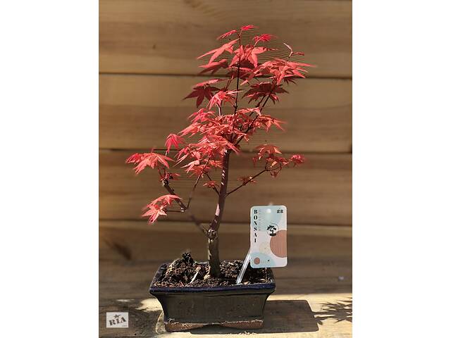 Японский клен Rovinsky Garden Japanese maple Bonsai Atropurpureum 25-35 см RG010