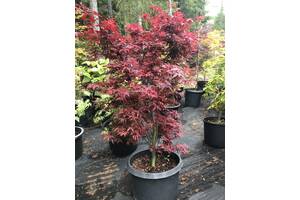 Японский клен Rovinsky Garden (Japanese maple) Shaina, 60-80см, объём горшка 3л (RG054)