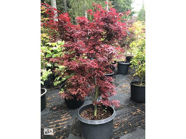 Японский клен Rovinsky Garden (Japanese maple) Shaina, 60-80см, объём горшка 3л (RG054)