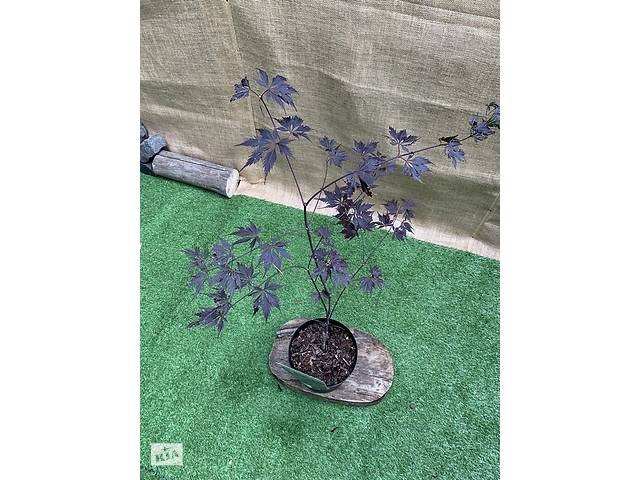 Японский клен Rovinsky Garden (Japanese maple) Special Selection Black Lace 60-80 см (3 л) RG018