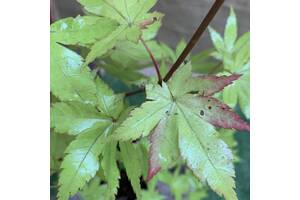 Японский клен Rovinsky Garden (Japanese maple) Summer Gold, 60-80см, объём горшка 3л (RG055)