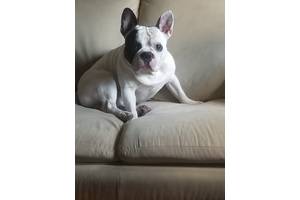 Кобель вязка