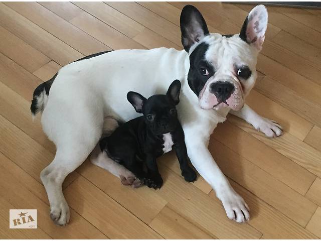 Кобель в'язка - Фото 2