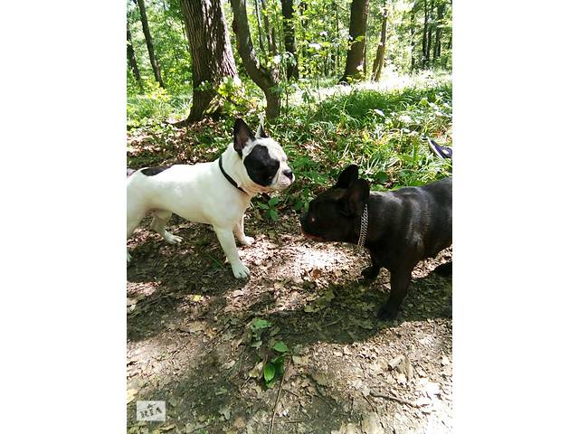 Кобель в'язка - Фото 3