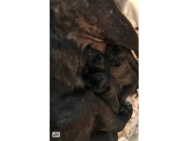 Кобель в'язка - Фото 4