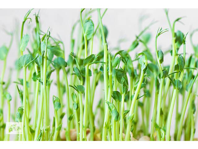 Набір для вирощування мікрозелені (мікрогрін) з насінням на вибір 