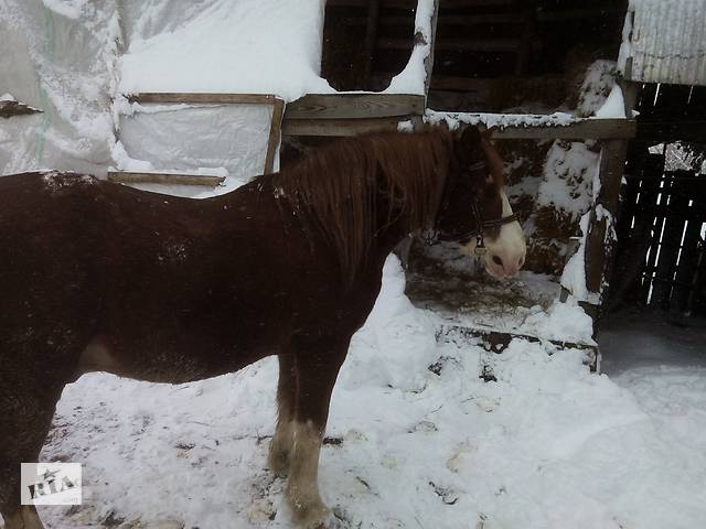 Продам коня